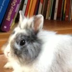 Petizione pro coniglio