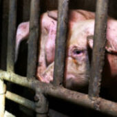 Nuova inchiesta choc in un allevamento di maiali